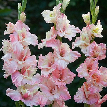 Гладиолус гофрированный Майндсет