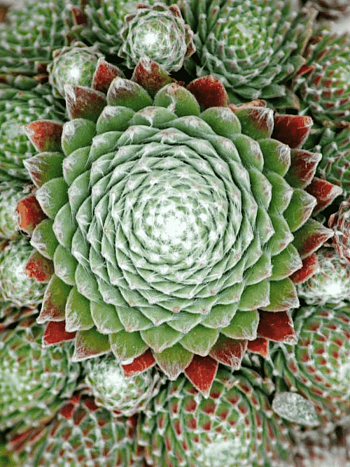 Молодило гибридное Koko Flanel