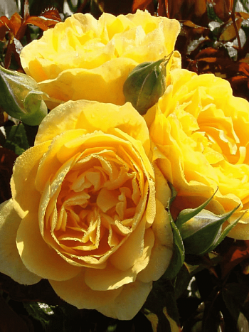 Роза Флорибунда Golden Years