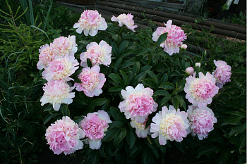 Пион травянистый Расберри Сандей