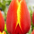 Тюльпан World Favourite