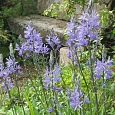 Камассия Лейхтлина Caerulea