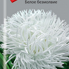 Астра Белое безмолвие