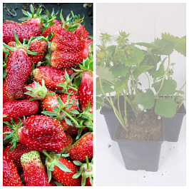 Земклуника Купчиха НАБОР 3ШТ