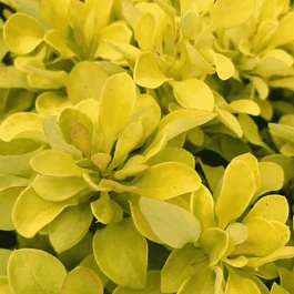 Барбарис Тунберга Tiny Gold