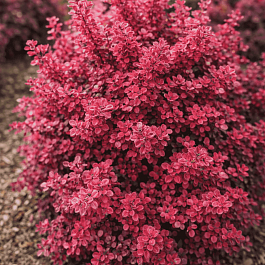 Барбарис Тунберга Ruby Star