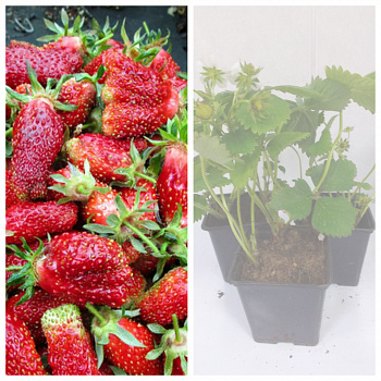 Земклуника Купчиха НАБОР 3ШТ