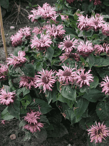 Монарда гибридная Bee-Lieve