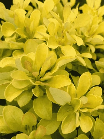 Барбарис Тунберга Tiny Gold