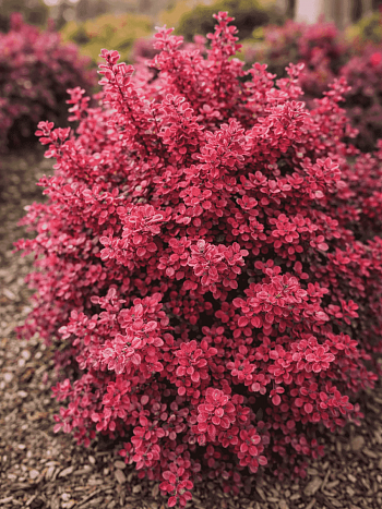 Барбарис Тунберга Ruby Star