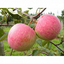 Яблоня Слава Переможцам