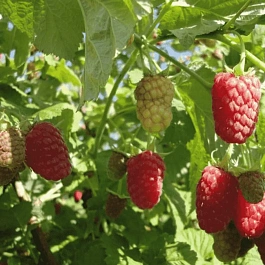 Малина обыкновенная Cascade Delight