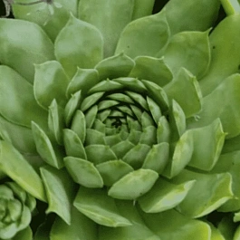 Молодило гибридное Weberianum