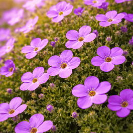 Аубриета Audrey Mid Blue