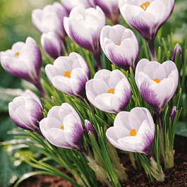 Крокус Ботанический Prins Claus