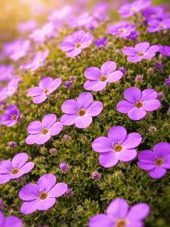 Аубриета Audrey Mid Blue