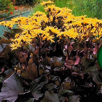 Бузульник зубчатый Осирис Фэнтези