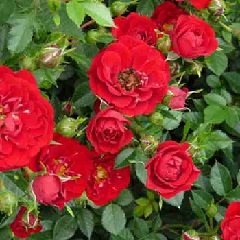 Роза Почвопокровная Red Fairy