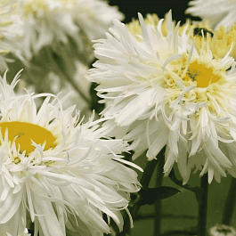 Нивяник наибольший Crazy Daisy