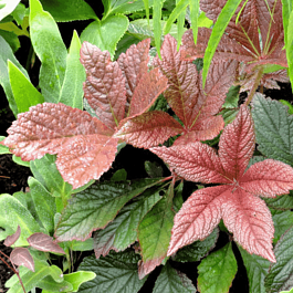 Роджерсия гибридная Bronze Peacock