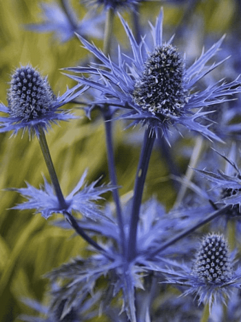 Синеголовник Альпийский