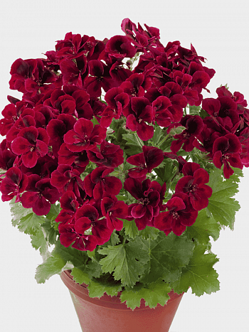 Пеларгония королевская Clarion Dark Red