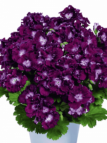 Пеларгония королевская Melua Burgundy