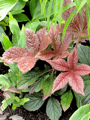 Роджерсия гибридная Bronze Peacock