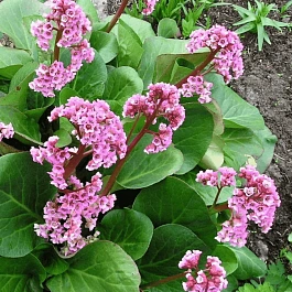 Бадан сердцелистный Winterglut