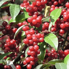 Лох зонтичный Pointilla Amoroso