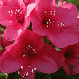 Рододендрон гибридный Dotella