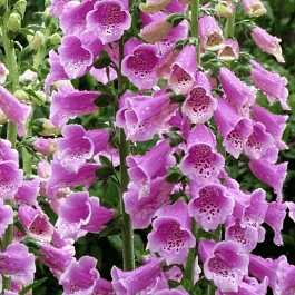 Наперстянка Dottie Rose