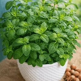 Мята Холодный ореховый латте