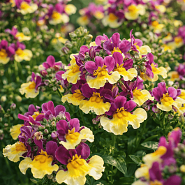 Немезия Nemesia Aroma Rhubarb & Custard