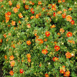 Лапчатка кустарниковая Ред Эйс