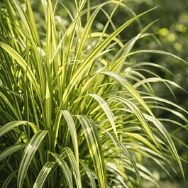 Вейник остроцветковый England