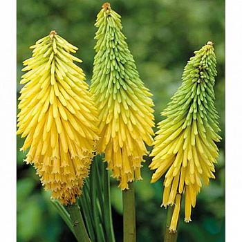 Книфофия гибридная Йеллоу Хаммер