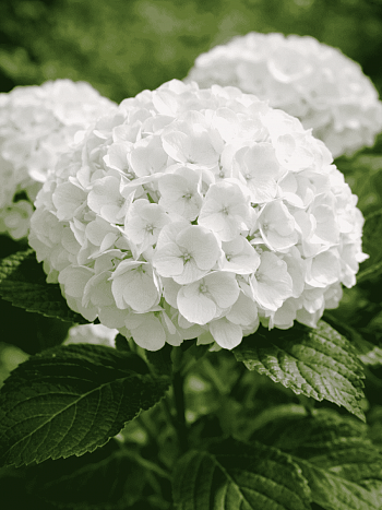 Гортензия Macrophylla white