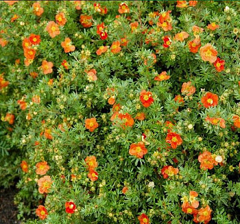 Лапчатка кустарниковая Ред Эйс