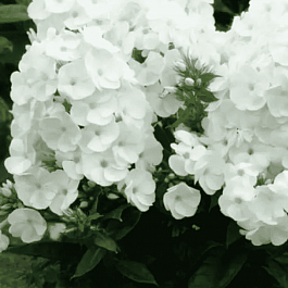 Флокс метельчатый Younique White