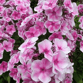 Флокс метельчатый Красотка