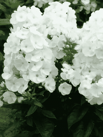 Флокс метельчатый Younique White