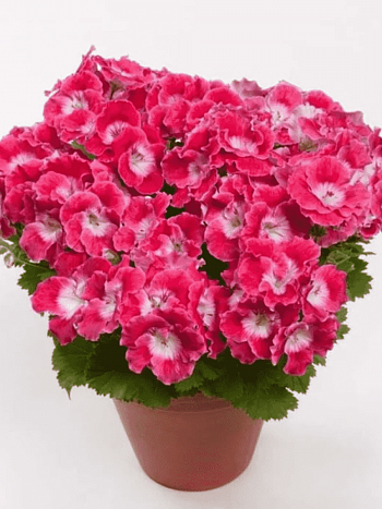 Пеларгония королевская Melua Cherry Rose