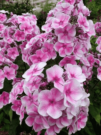 Флокс метельчатый Красотка