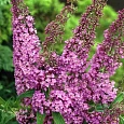Буддлея давида  Fascinating