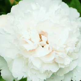 Пион древовидный Xue ta