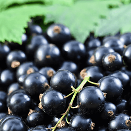 Смородина Загляденье