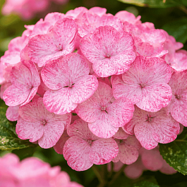 Гортензия пильчатая Preziosa