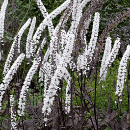 Клопогон ветвистый Carbonella