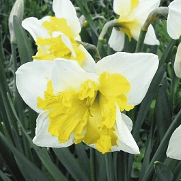 Нарцисс Printal